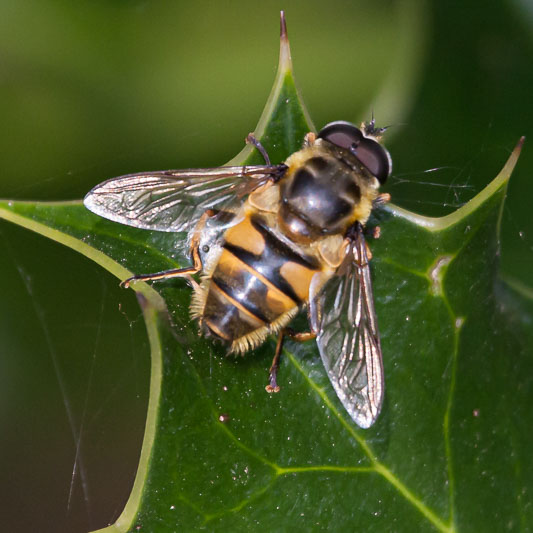 Myathropa florea-8966.jpg